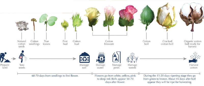 how organic cotton is grown