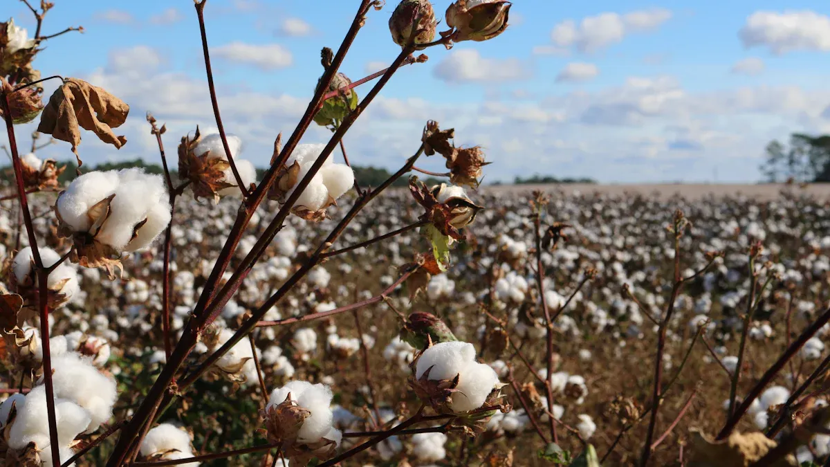 Pima Cotton Overview