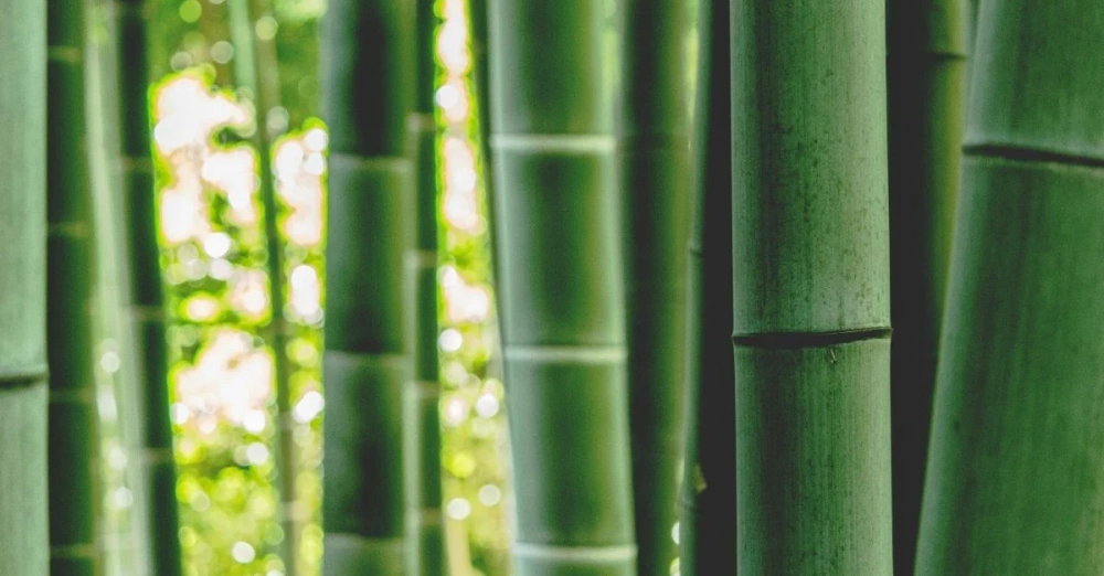 bamboo viscose sustainability